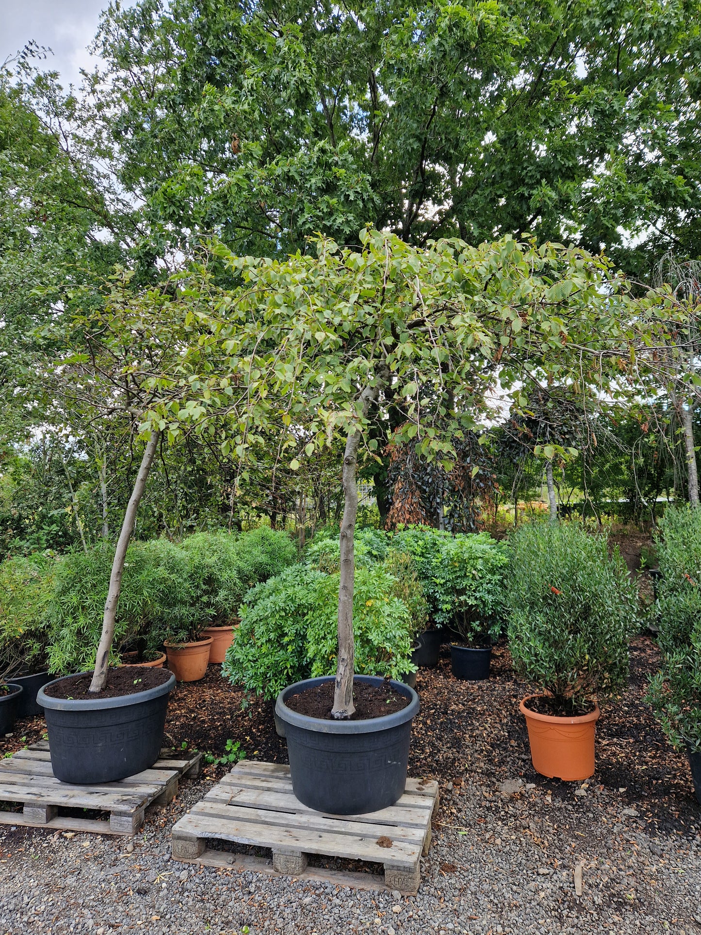 Carpinus Betulus Pendula treurbeuk