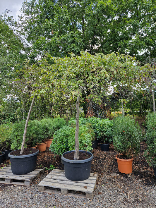 Carpinus Betulus Pendula treurbeuk