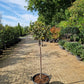 Ilex aquifolium Rubricaulis Aurea 100cm Bonte Hulst op stam 40-50cm Bol