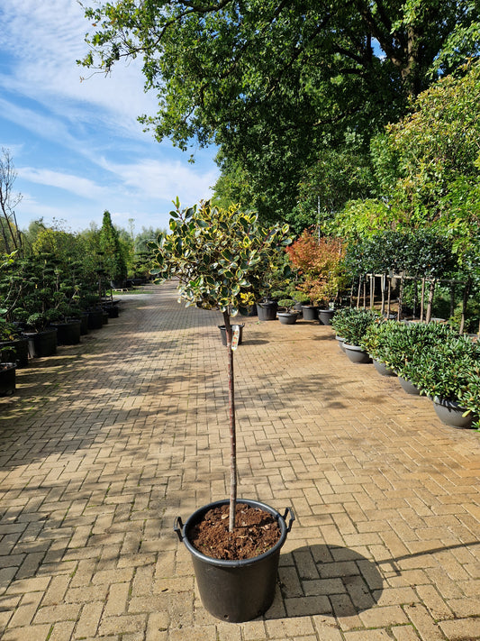 Ilex aquifolium Rubricaulis Aurea 100cm Bonte Hulst op stam 40-50cm Bol