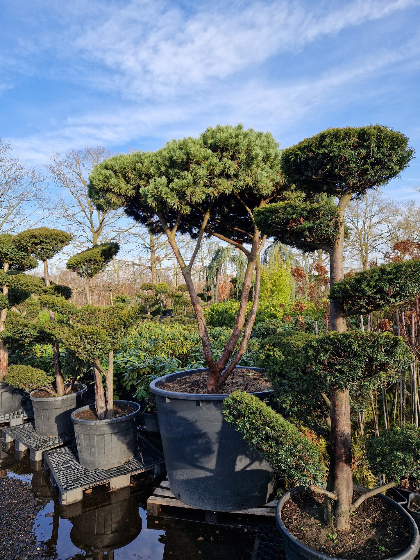 Pinus sylvestris Watereri scherm paraplu