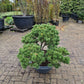 Pinus sylvestris Watereri Bonsai