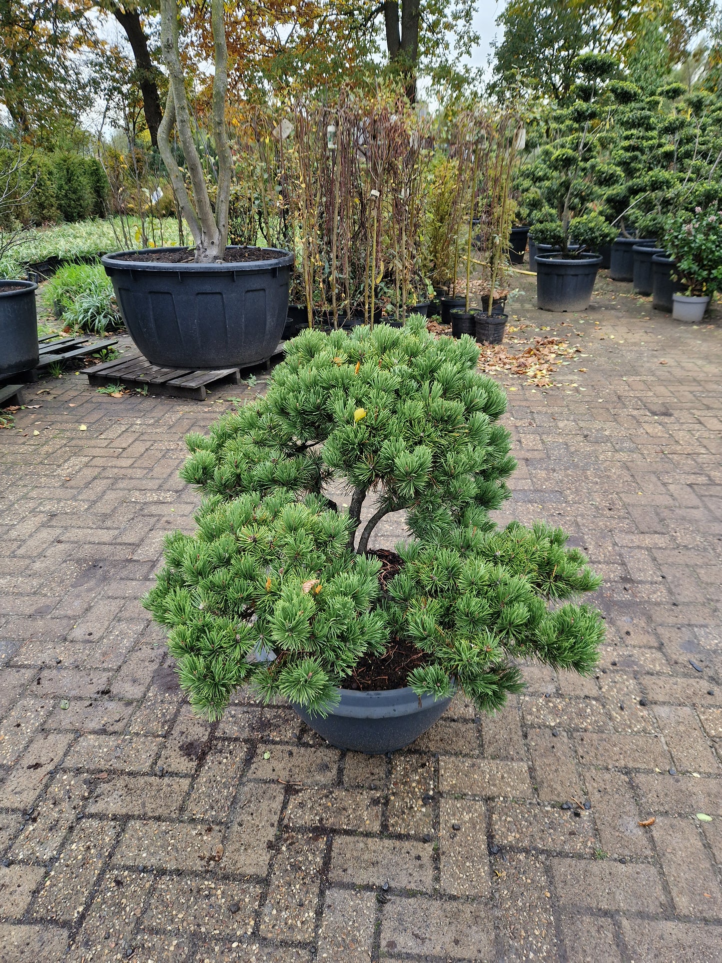 Pinus sylvestris Watereri Bonsai