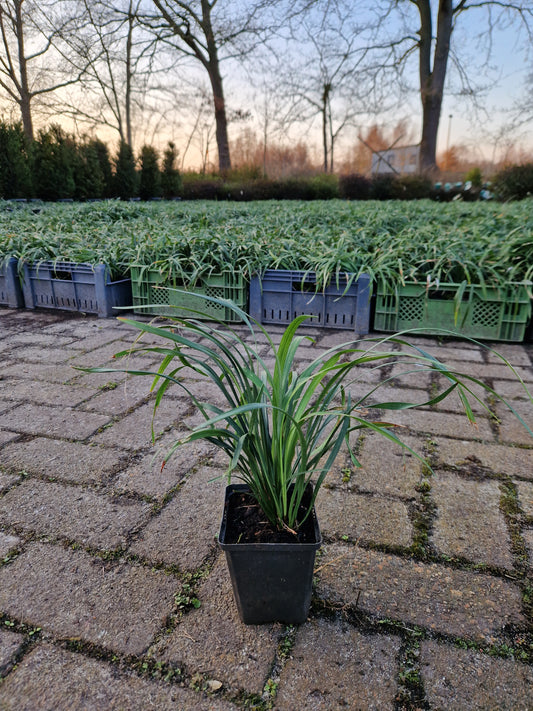 Liriope muscari Ingwersen