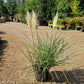 Cortaderia Selloana Tiny pampa Klein mini pampasgras
