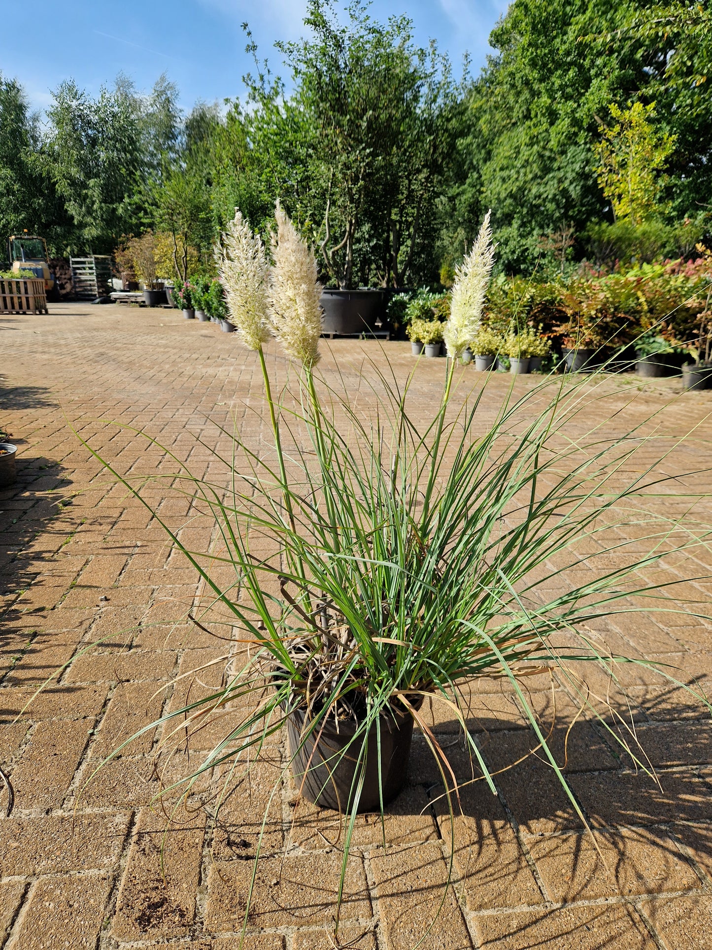Cortaderia Selloana Tiny pampa Klein mini pampasgras