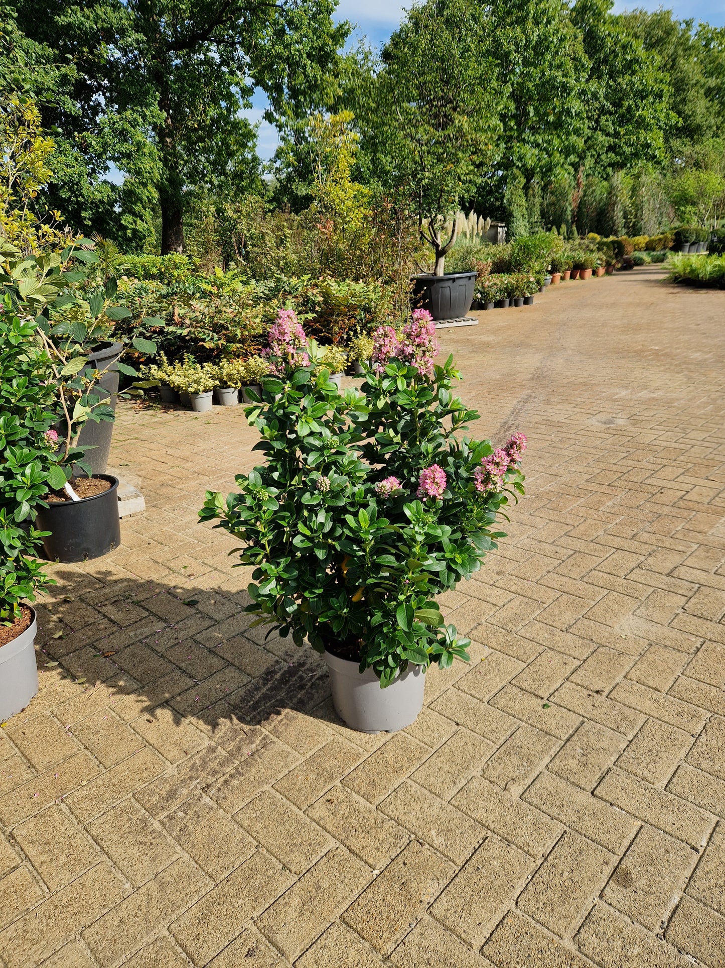 Escallonia laevis Pink Elle