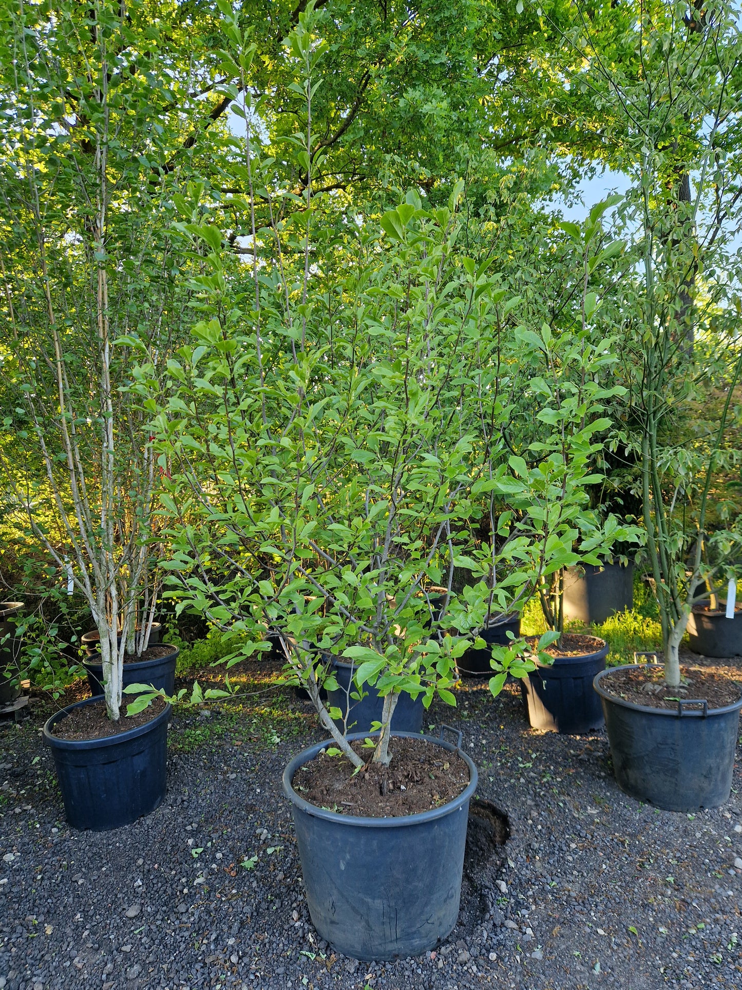 Magnolia soulangeana 200-250cm