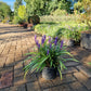 Liriope muscari Ingwersen