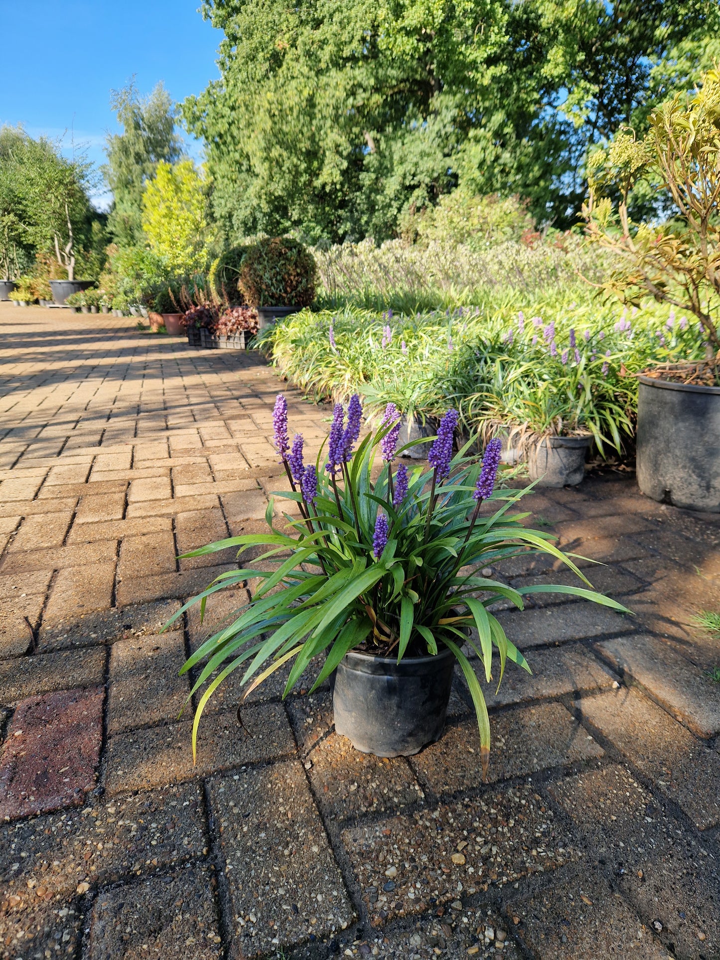 Liriope muscari Ingwersen