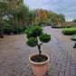 Dwergcypres Chamaecyparis obtusa Nana Gracilis bonsai