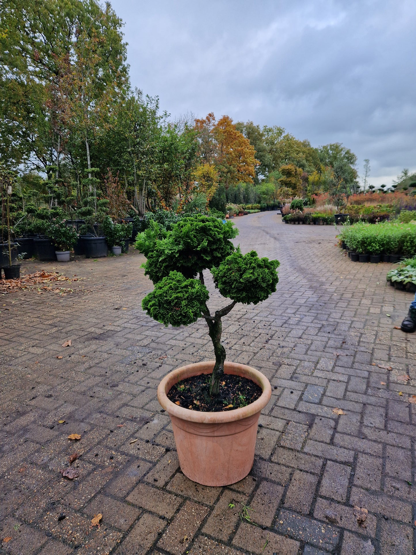 Dwergcypres Chamaecyparis obtusa Nana Gracilis bonsai