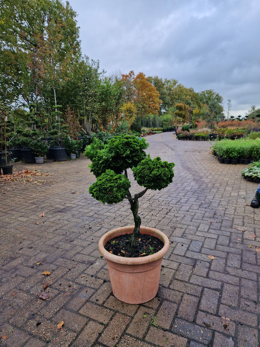 Dwergcypres Chamaecyparis obtusa Nana Gracilis bonsai