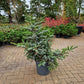 Picea bicolor Japanse spar 80-90cm