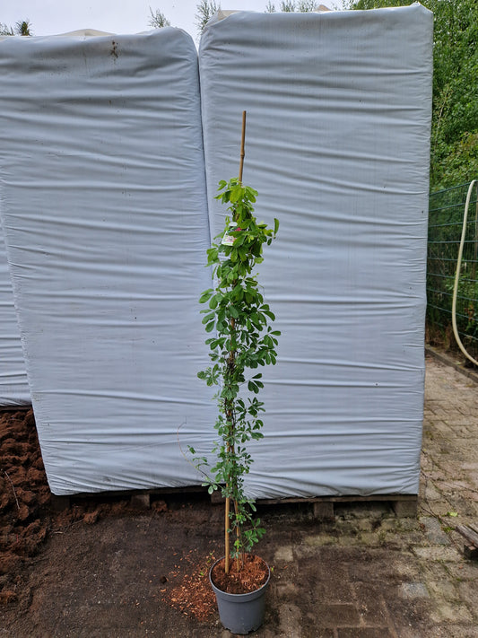Akebia quinata 160-180cm klimplant