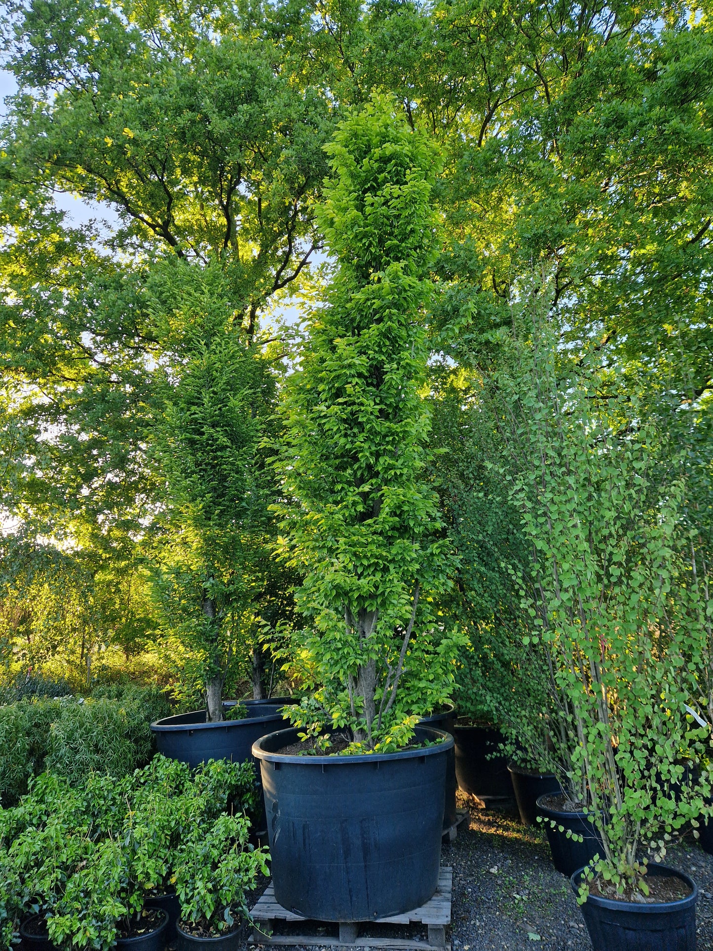 Carpinus betulus Fastigiata Zuilbeuk XXL