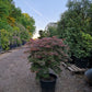 Acer palmatum Orangeola Japanse esdoorn 100cm