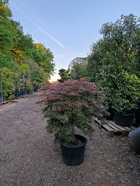 Acer palmatum Orangeola Japanse esdoorn 100cm