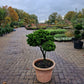 Dwergcypres Chamaecyparis obtusa Nana Gracilis bonsai