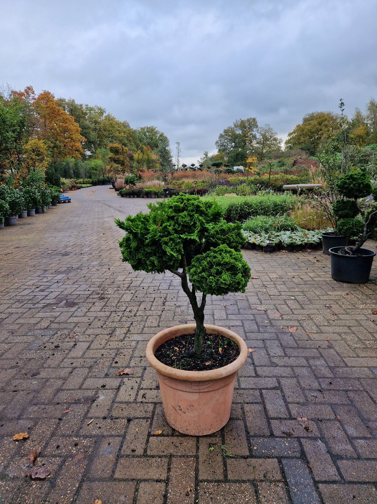 Dwergcypres Chamaecyparis obtusa Nana Gracilis bonsai