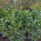 Prunus l. Caucasica Laurier Kluit okt-april