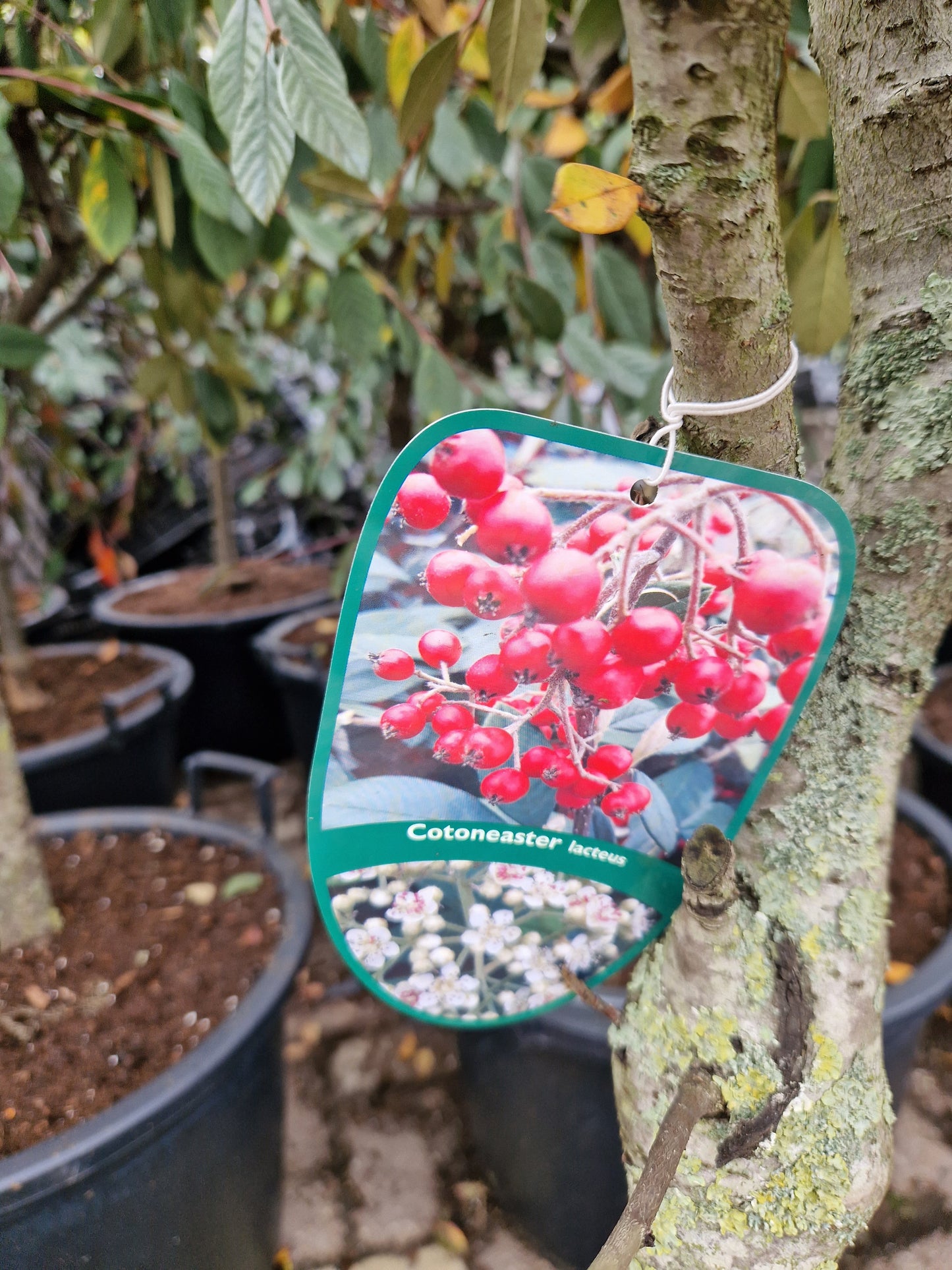 Cotoneaster Lacteus op stam 40-50cm Dikstammig XXL Dwergmispel