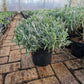 Lavendel XXL Munstead