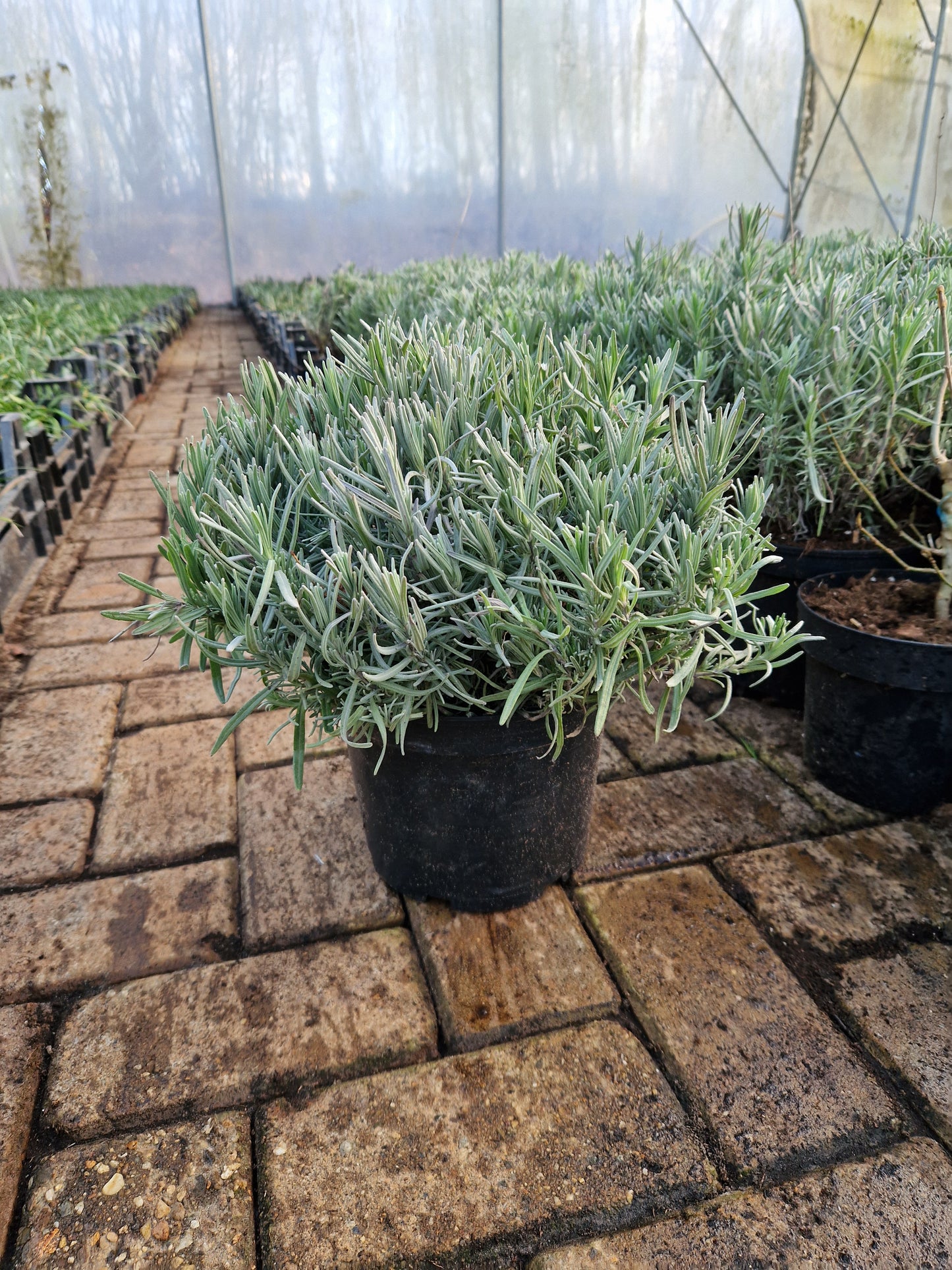 Lavendel XXL Munstead