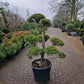 Pinus sylvestris Bonsai 1.2