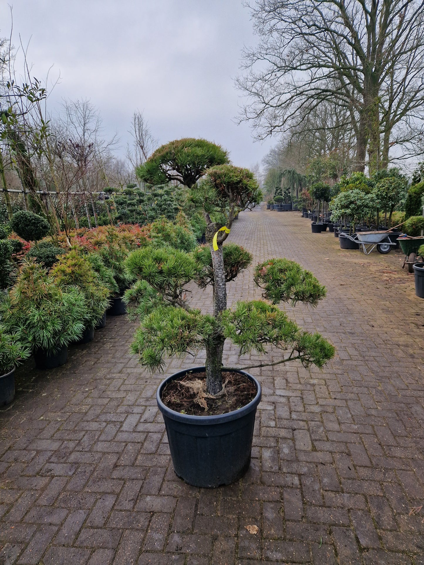 Pinus sylvestris Bonsai 1.2