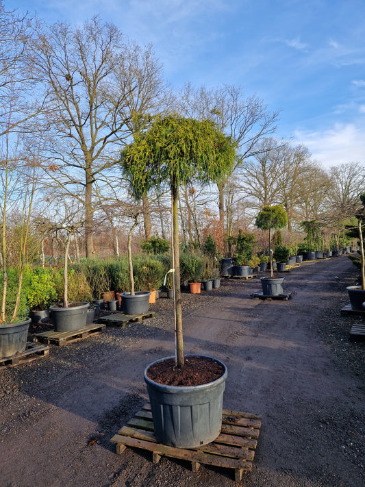 Chamaecyparis Pisifera Sungold Sawara Cypres op stam