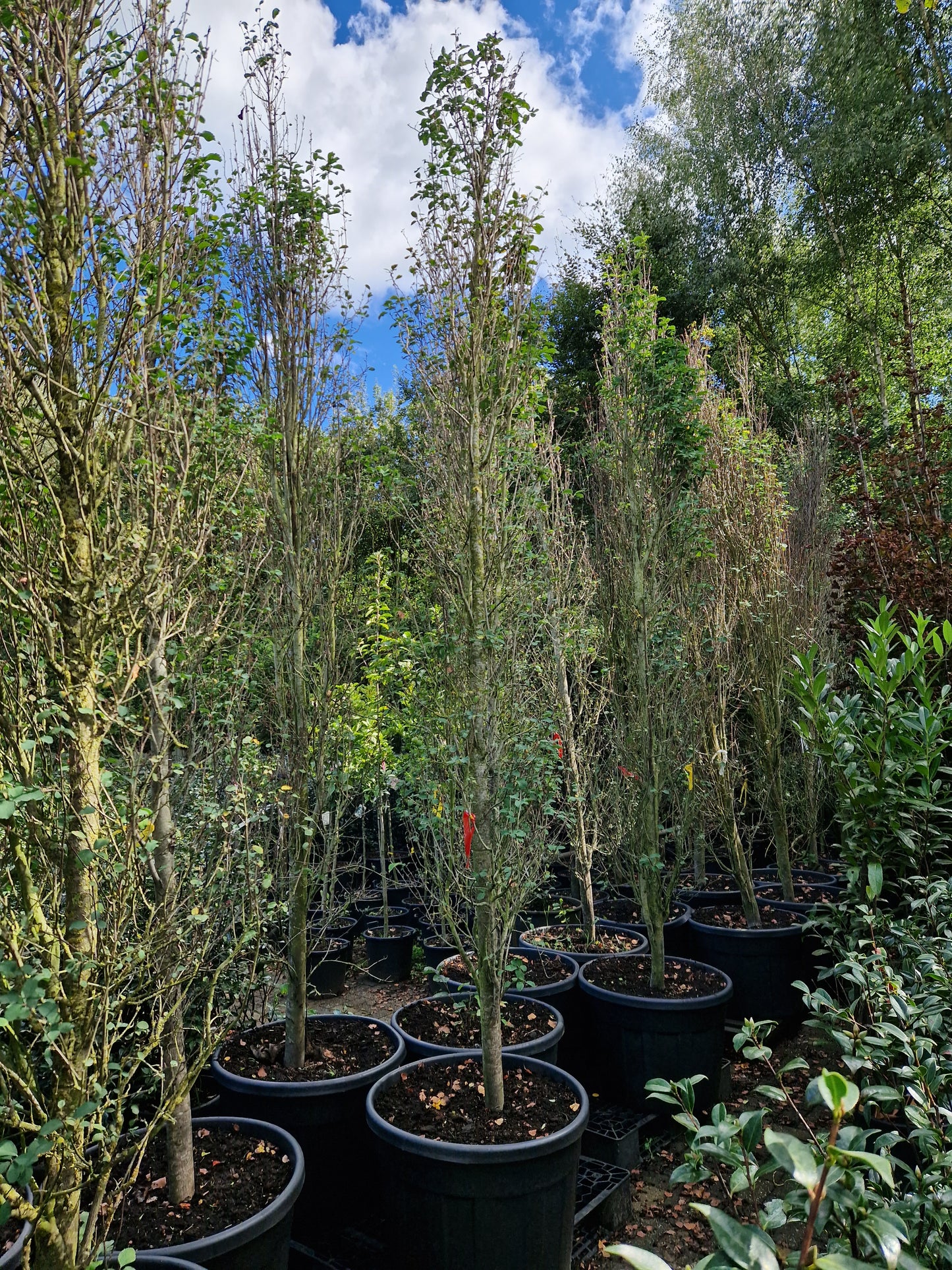 Amelanchier alnifolia Obelisk zuilvormige krentenboom