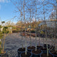 Cornus kousa Eddie's white wonder Grootbloemige kornoelje XXL