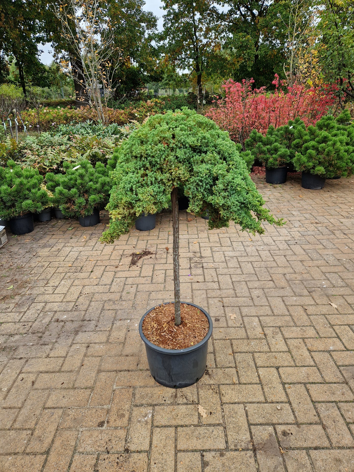 Juniperus procumbens Nana jeneverbes op stam