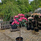 Rhododendron Roze rood Diktstammig 100cm op stam