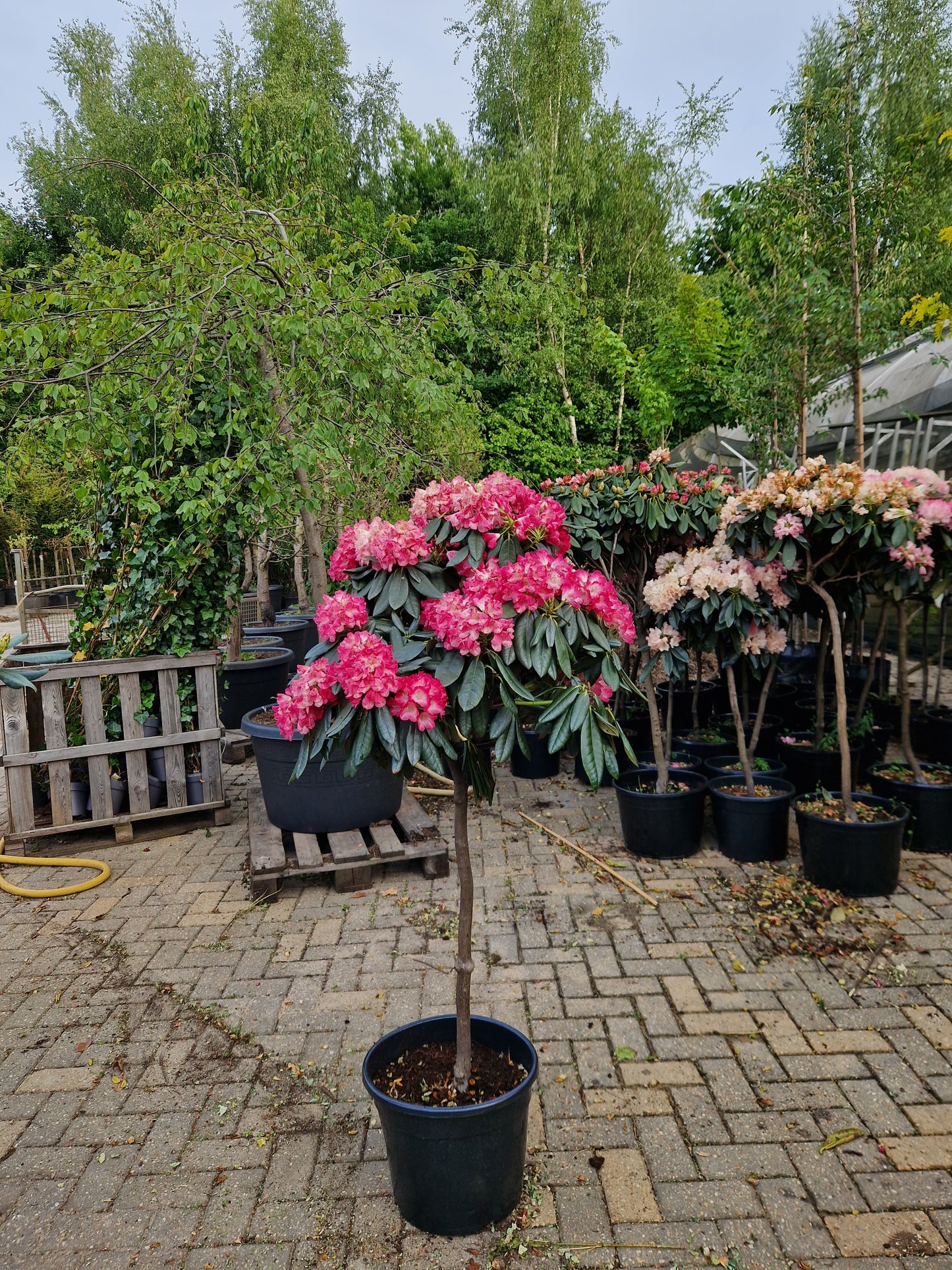 Rhododendron Roze rood Diktstammig 100cm op stam
