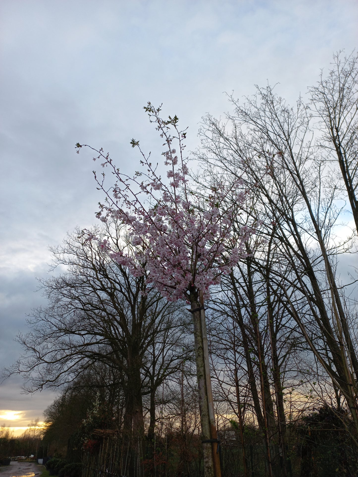 Prunus Subh. Autumnalis Sierkers hoogstam 200cm