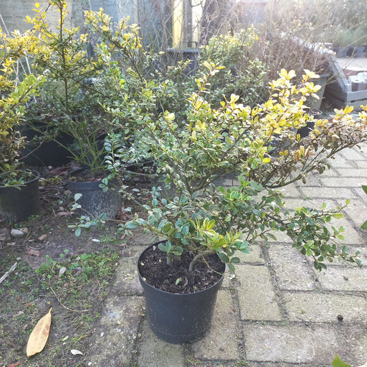 Ilex crenata Golden Gem japanse hulst