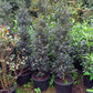 Hulst Ilex Alaska