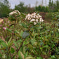 Viburnum burkwoodii sneeuwbal