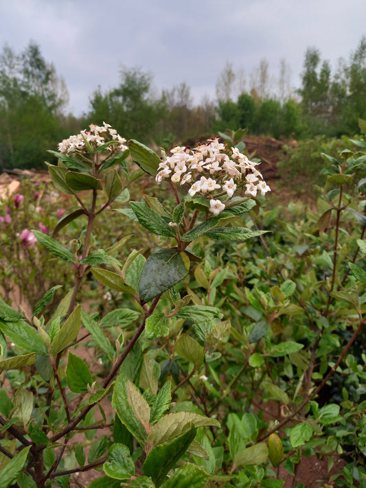 Viburnum burkwoodii sneeuwbal