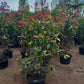 Photinia Fraseri Red Robin glansmispel