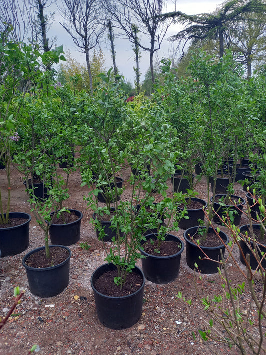 Euonymus europaeus kardinaaalsmuts
