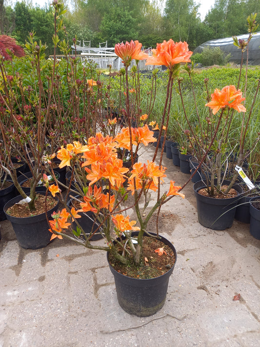 Rhododendron lut. I.s. Azalea