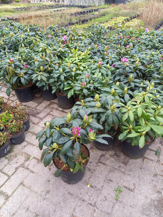 Rhododendron Hybr. Roseum Elegance