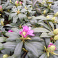 Rhododendron Hybr. Roseum Elegance