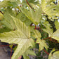 Acer pseudoplatanus "Brilliantissimum"