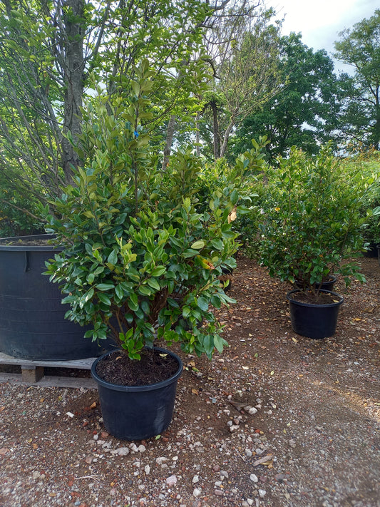 Ligustrum Texanum groenblijvende liguster