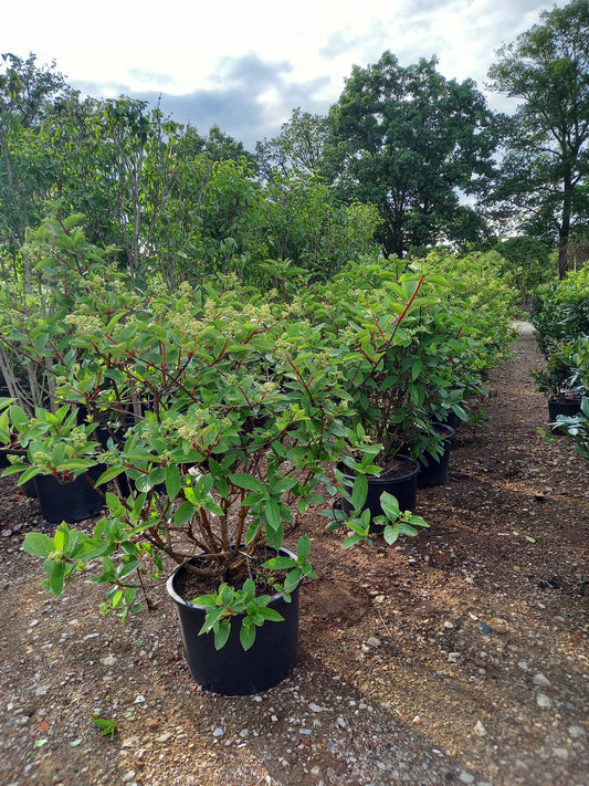 Hydrangea paniculata Wims red hortensia