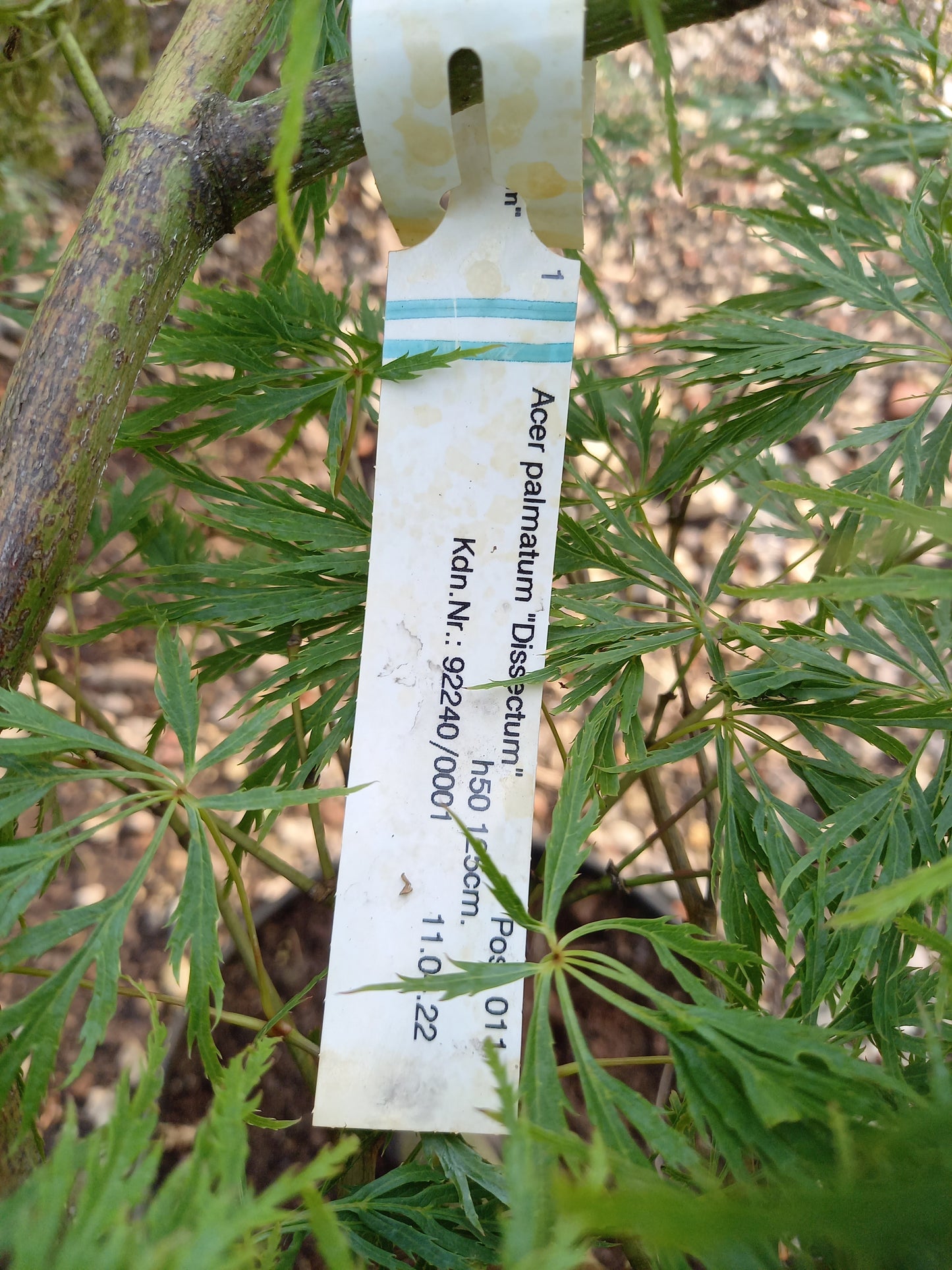 Acer palmatum Dissectum Japanse esdoorn